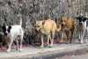 Metepec retira sanción a fonda que alimenta perros en situación de calle