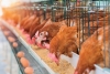 Declaran cuarentena en granja de Jalisco por gripe aviar