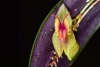 Descubren en Colombia 8 nuevas especies de orquídeas y sus nombres rinden homenaje a mujeres
