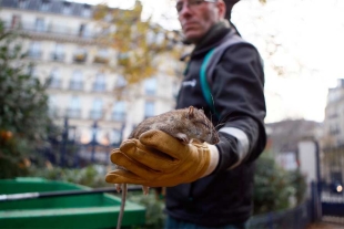 París forma comité para averiguar si humanos y ratas pueden “vivir juntos”
