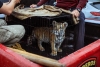 Rescatan a cachorro de tigre de bengala en casa de Naucalpan