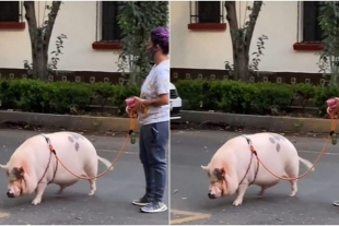 Captan a joven paseando un cerdo por las calles de la CDMX y el video enloquece a las redes