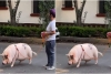 Captan a joven paseando un cerdo por las calles de la CDMX y el video enloquece a las redes