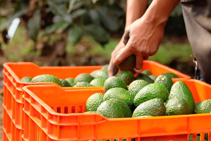 Intermediarios triplican precio de aguacate, productores piden erradicarlos