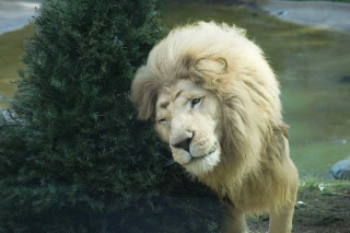 Zacango convierte árboles de Navidad en bienestar animal