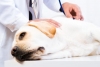 Conoce cuál es la edad ideal para esterilizar a tu perro