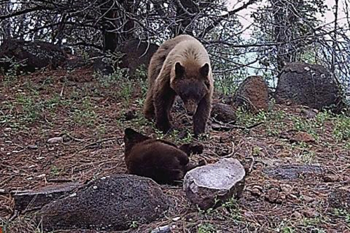 Osos negro: el carnívoro más grande de México