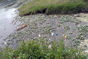 Denuncian muerte de peces en la presa Madín