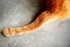 Descubre los distintos significados que esconde el movimiento de la cola de los gatos