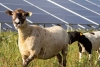 Las ovejas y su papel clave para la energía solar
