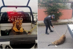 Encuentran a tigre de bengala deambulando por las calles de Cuautitlán Izcalli