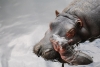 Cuidan a bebé hipopótamo en el Zoológico de Zacango