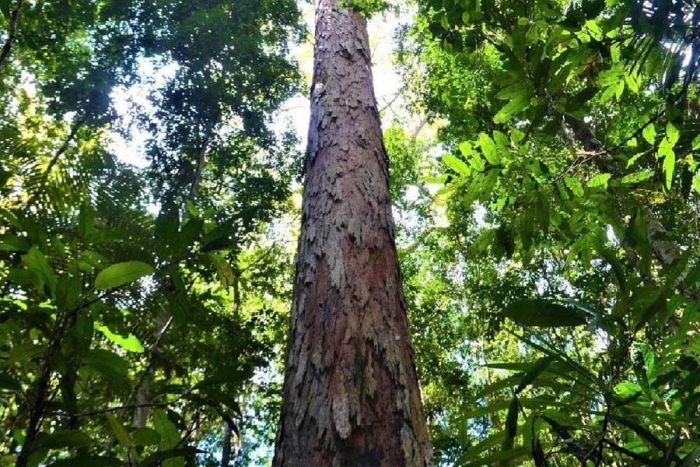 Poco a poco: más de 10 mil árboles serán plantados en la Amazonia brasileña