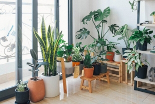 Conoce las bondades de tener plantas en casa