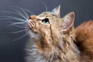 Bigotes de gato: ¿por qué son tan importantes para tu mascota?