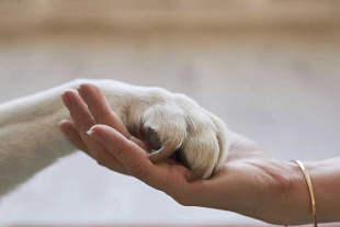 Hasta el momento, “Peluditos Encontrados y en Resguardo” tiene registradas a 77 mascotas