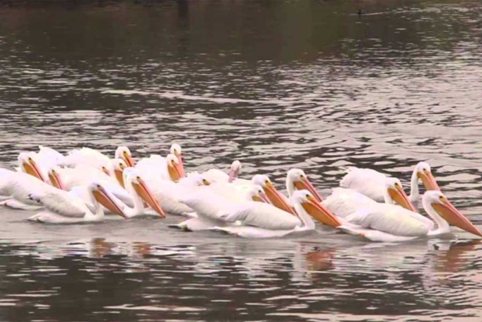 Arriban pelícanos a la laguna de Tlachaloya, en Toluca