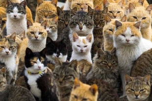 Día Internacional del Gato: así es Aoshima, el territorio japonés dominado por felinos