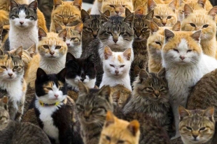 Día Internacional del Gato: así es Aoshima, el territorio japonés dominado por felinos