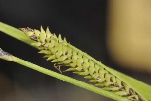 Carex Quixotiana: Don Quijote da nombre a una nueva planta endémica de La Mancha