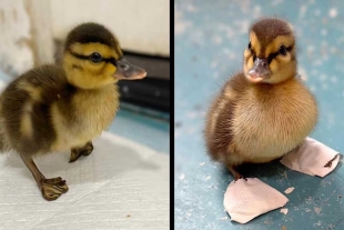 Los encargados del lugar lo bautizaron como “Happy Feet”