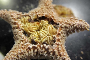 ¿Qué hay dentro de una estrella de mar? Científico del Smithsoniano da fascinante respuesta