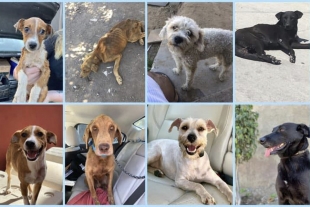 Fundación construye albergue para perros callejeros en Tijuana