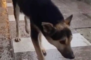 ¡Qué historia! Perrita extraviada regresa a su hogar gracias a TikTok