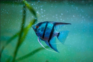 ¡Alerta! Una de cada 4 especies de peces de agua dulce corre peligro de extinción