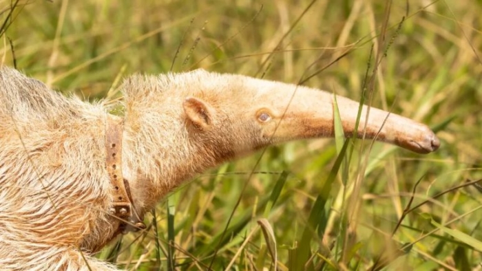 ¡Hermoso! Investigadores captan al primer oso hormiguero albino vivo del mundo