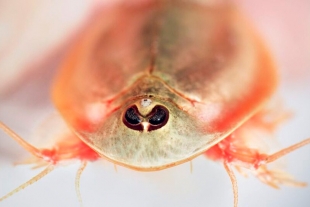 ¡Increíble! Encuentran extraños camarones de tres ojos en Arizona