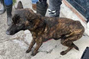 ¡A salvo! Rescatan a más de 50 perros y gatos maltratados en Morelia