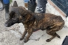¡A salvo! Rescatan a más de 50 perros y gatos maltratados en Morelia