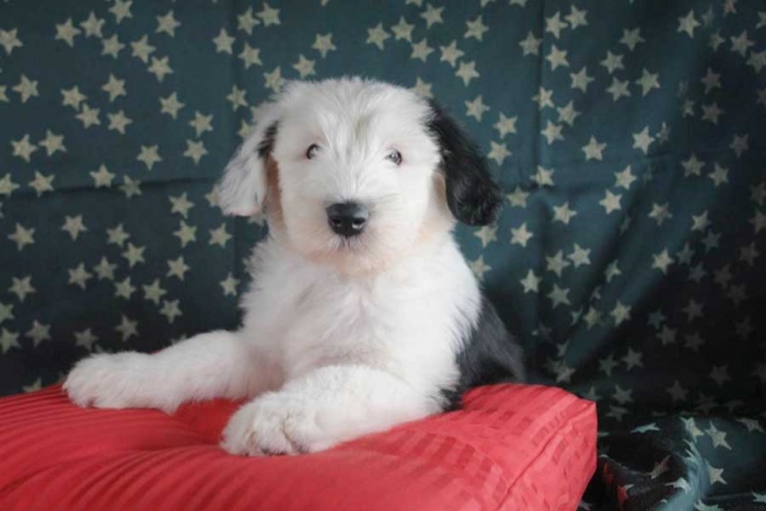 Pin de Linda Birgis en animals:) Perros pastor ingles, Pastor