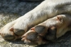 ¡De terror! En Celaya, buscan a un posible asesino serial de perritos