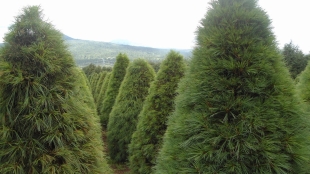 ¡Ojo aquí! Edoméx lanza programa para transformar árboles navideños en composta