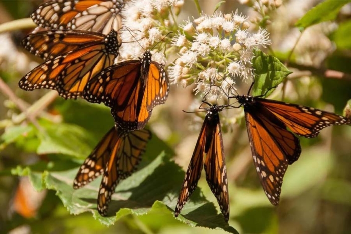 ¿Sin planes aún? Ya se pueden visitar los santuarios de mariposa monarca en Edomex