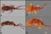 Equipo internacional describe 12 nuevas especies de escarabajo en ecuador