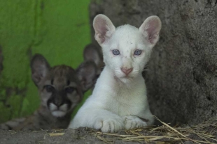 ¡Hermoso! Primer puma albino nacido en cautiverio causa sensación en Nicaragua