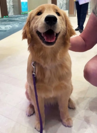 A través de un video publicado en su canal oficial de YouTube, la empresa estadounidense le dio la bienvenida al canino