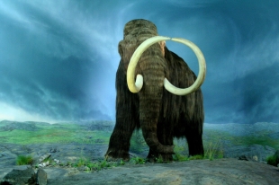 Representación de los mamuts