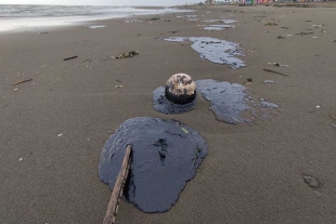 ¡Trágico! Playas de Coatzacoalcos se llenan de petróleo y dejan animales marinos muertos