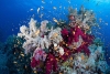 ¡Qué siempre no! Ecologistas frenan inversión de una nueva terminal para megacruceros en Cozumel