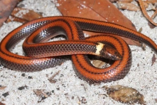 Descubren nueva especie de serpiente en peligro de extinción