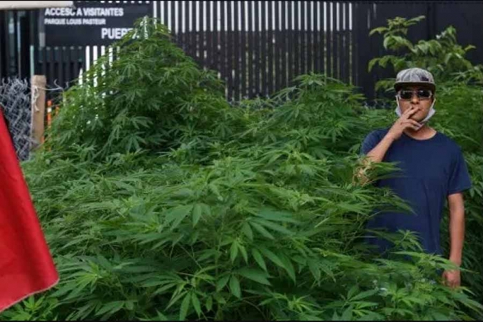 Crece plantío de mariguana... frente al senado de la República