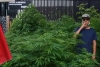 Crece plantío de mariguana... frente al senado de la República