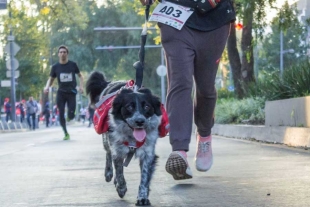 ¡Guau! Organizan en Metepec una carrera pet friendly de 5 kilómetros