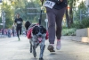 ¡Guau! Organizan en Metepec una carrera pet friendly de 5 kilómetros