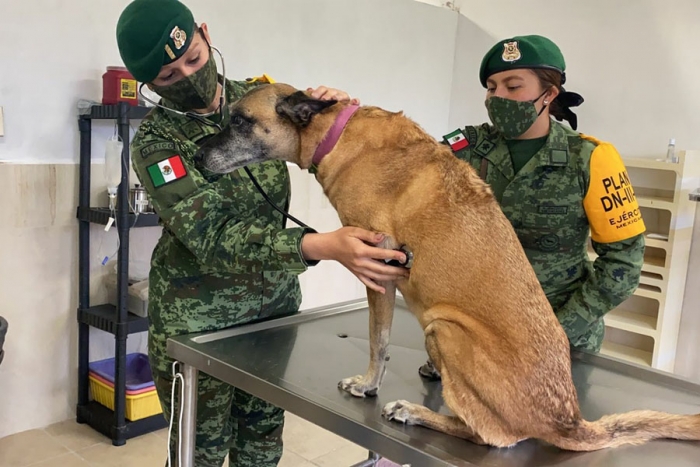 “Los perritos de Santa Lucía”, el refugio animal creado por la Sedena