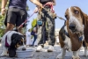 ¡Increíble! en Valladolid, España, ya hay más perros que niños